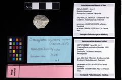 NHMW-GEO-2007z0149-0291_Ol_03.tifGoniodromitidae indet.  (NHMW-GEO-2007z0149-0291)